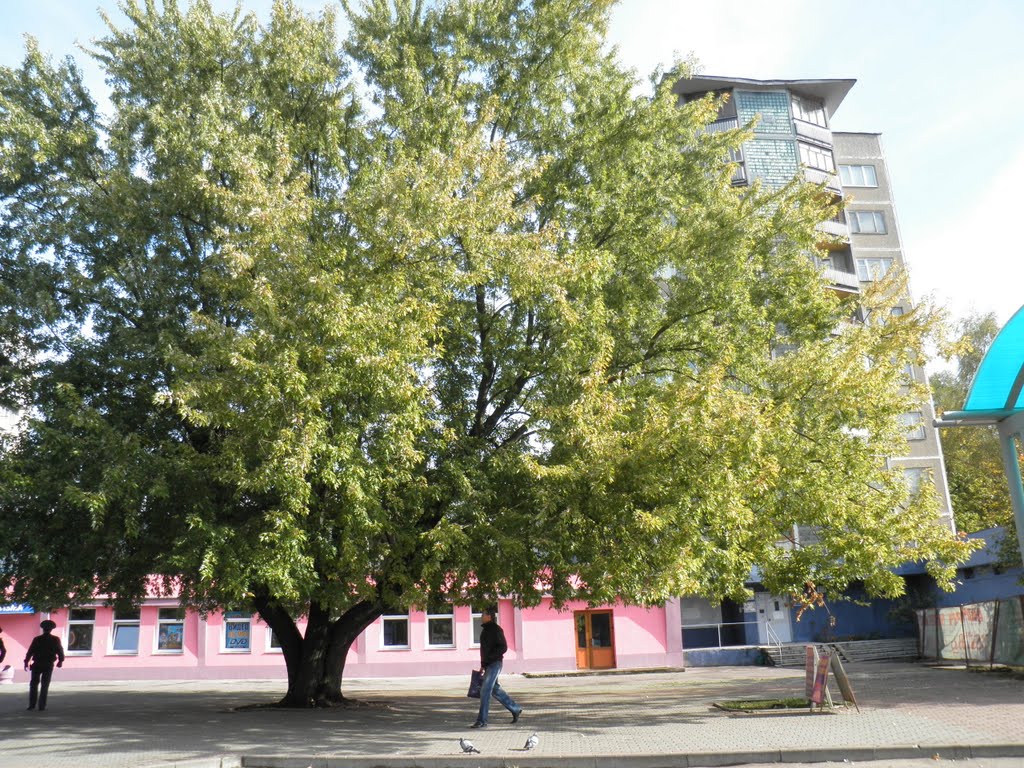 A Branchy Tree in Tolbukhin Street / Разлогае дрэва на вул. Талбухiна / Раскидистое дерево на ул. Толбухина / 托尔布欣街上的树木 by Zagorelsky