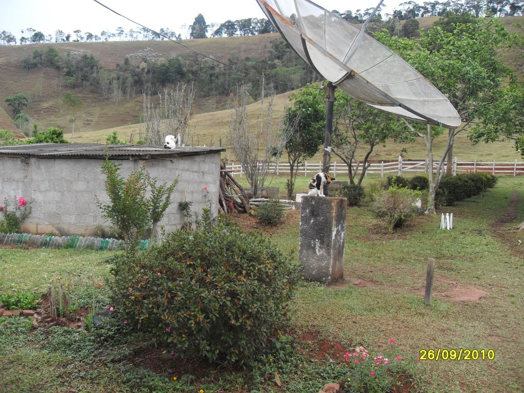 Gatos ,Fazenda Canta Galo, Lima Duarte - MG by Roberto Moreira Camp…