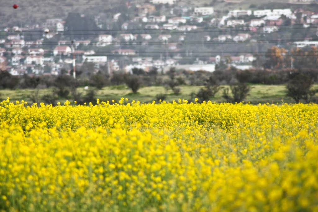 Primavera, al fondo Lomas De Lo Aguirre by Mauricio A