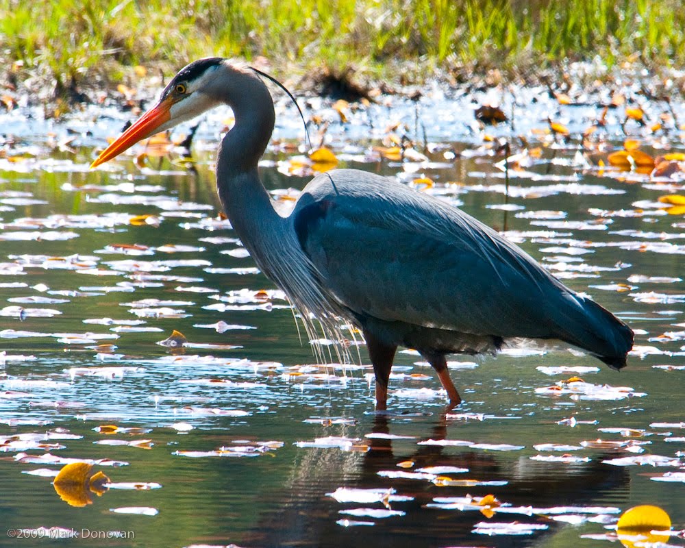 Heron on Beaver Lake by d5photo-com