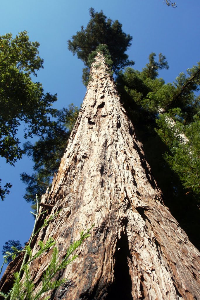 Mt. Cross Redwood Tree by curtisridenour