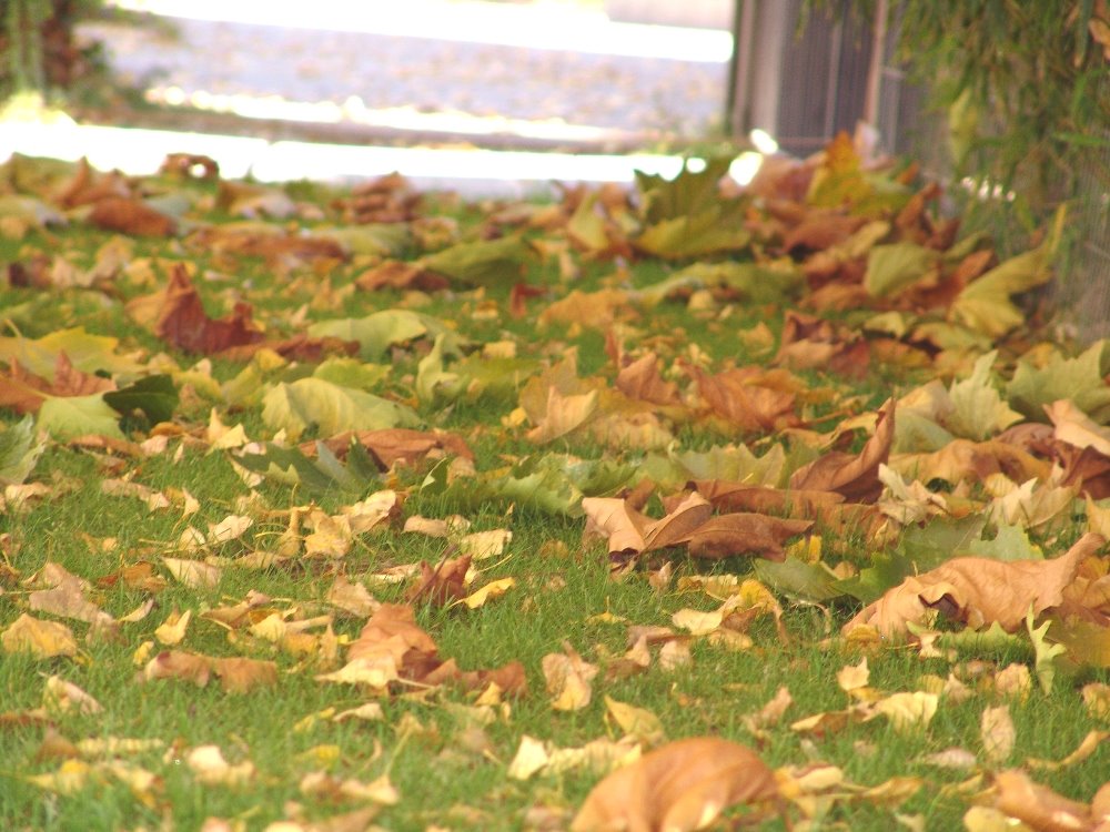 Otoño en el Valle, Barrio Fundación Patagónica, Gral Roca. by Felipe O Diniello