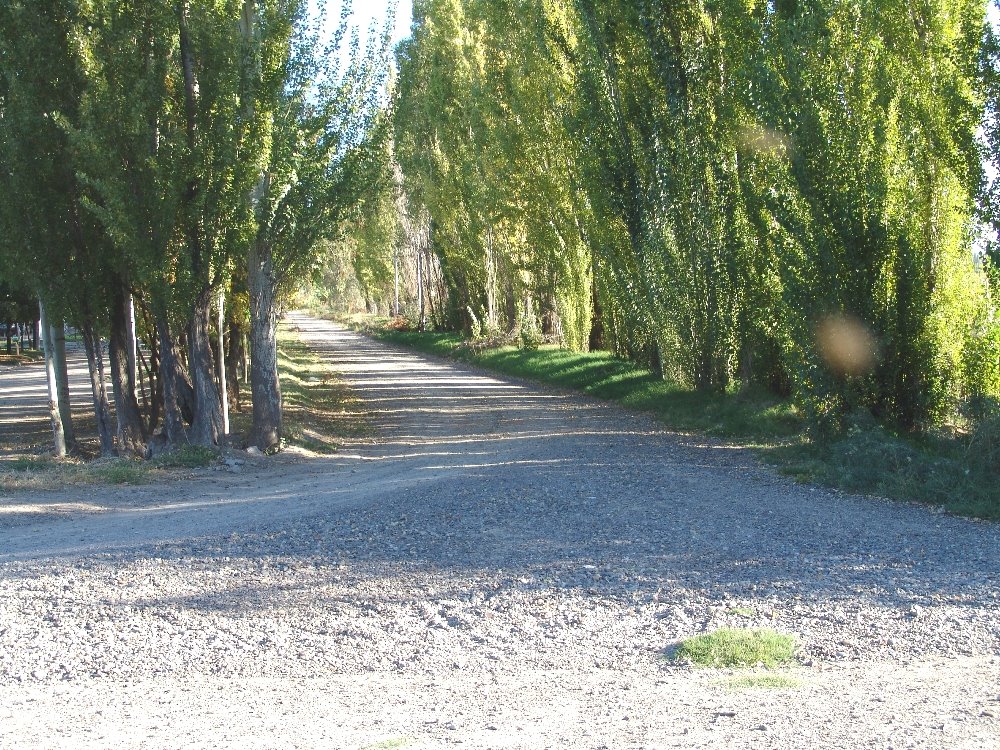 Alameda barrio IUPA, Gral Roca, Río Negro by Felipe O Diniello