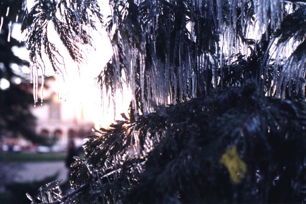 Plaza de Gral. Roca, hielo en las ramas y de fondo La Catedral by Felipe O Diniello