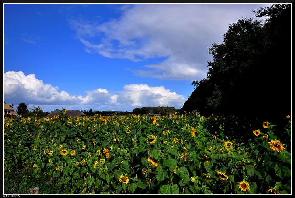 Bergherbos by © ARTHURdXYV