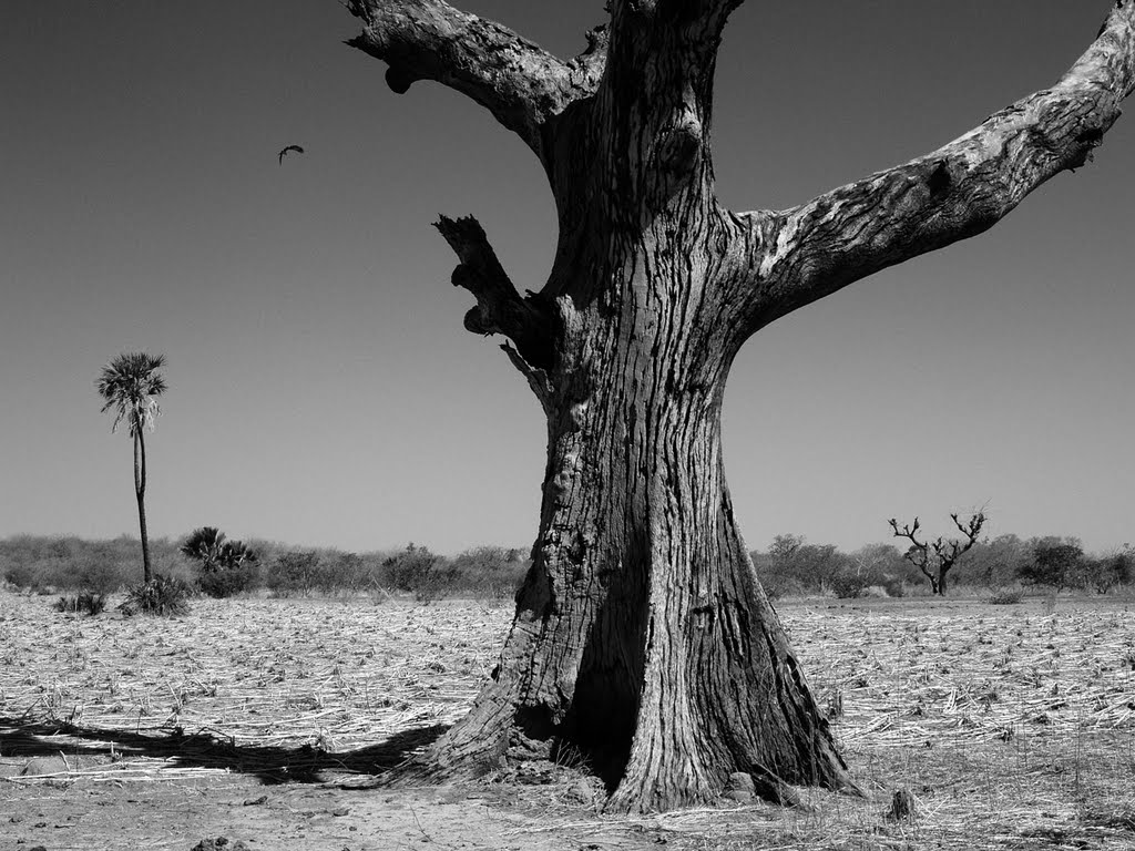 Old tree in Mali by Dominik Szmajda