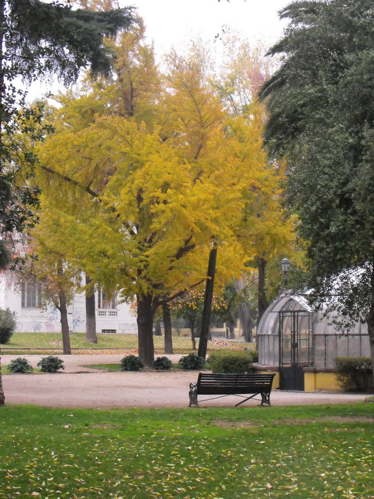 Ginkgo Billoba Parque Quinta Normal by pablolarra77