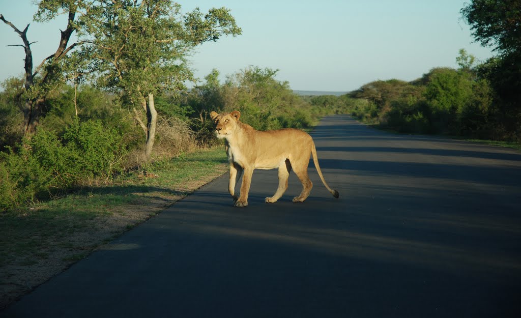 Kruger Park, South Africa by Volker5571