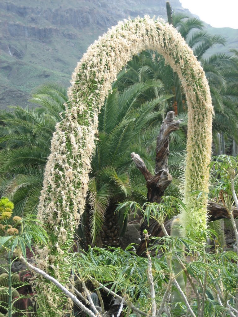 Cactus portal by Marianne