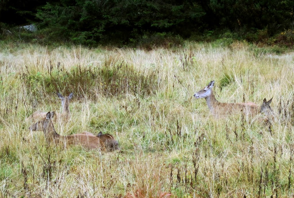 Deer Near Morskie Oko by Johnny Lovesjazz