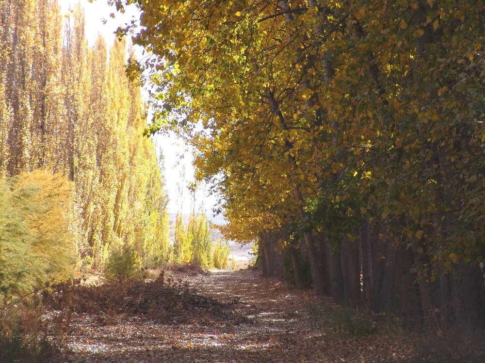 Otoño, en el valle del, Río Negro by Felipe O Diniello