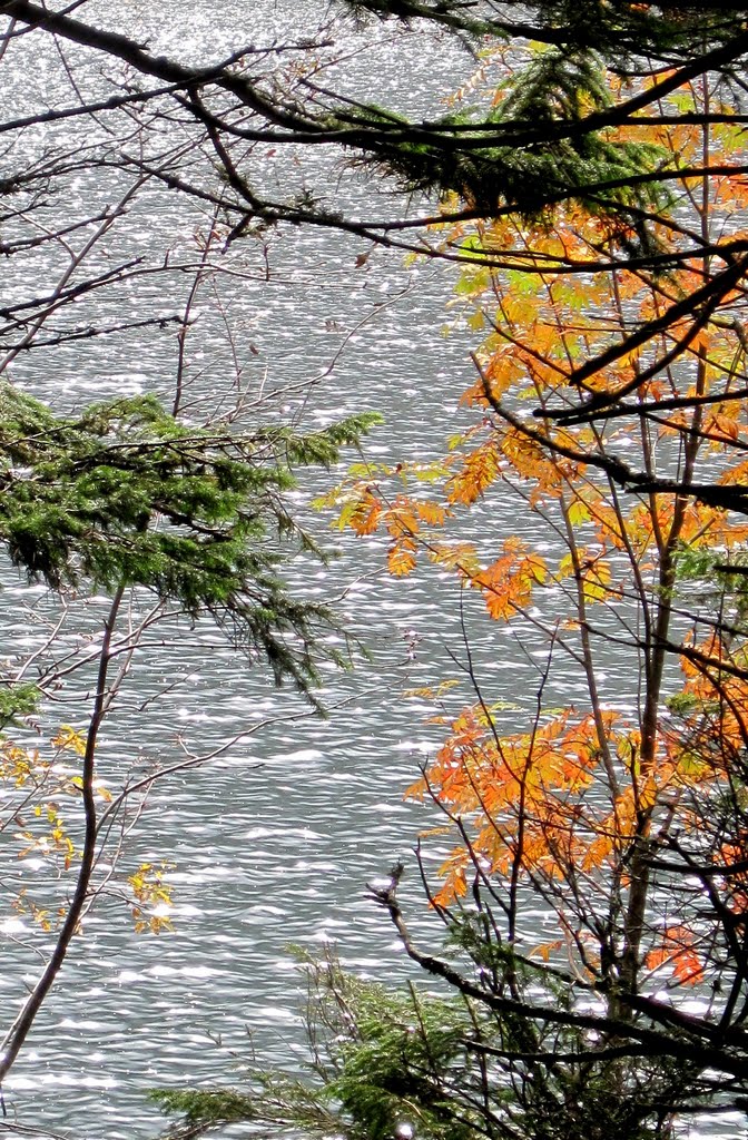 Morskie Oko - Leaves & Light by Johnny Lovesjazz