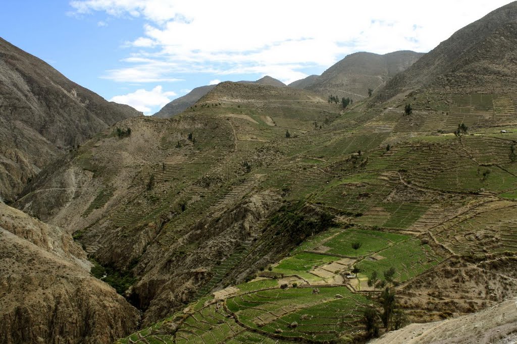 Andenerías de Vilalaca - Ilabaya by Christian Riveros A. - Apu Naturaleza y Cultu