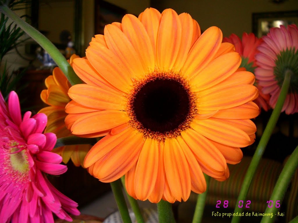 Gerberas by Raimonmg Rai