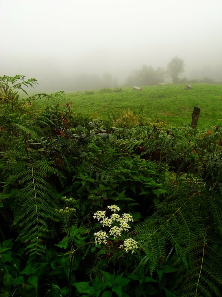 Flower and Mist by Hagey