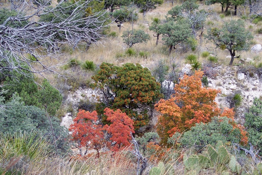 Guadalupe Mountains Nat'l. Park by JRC-El Paso