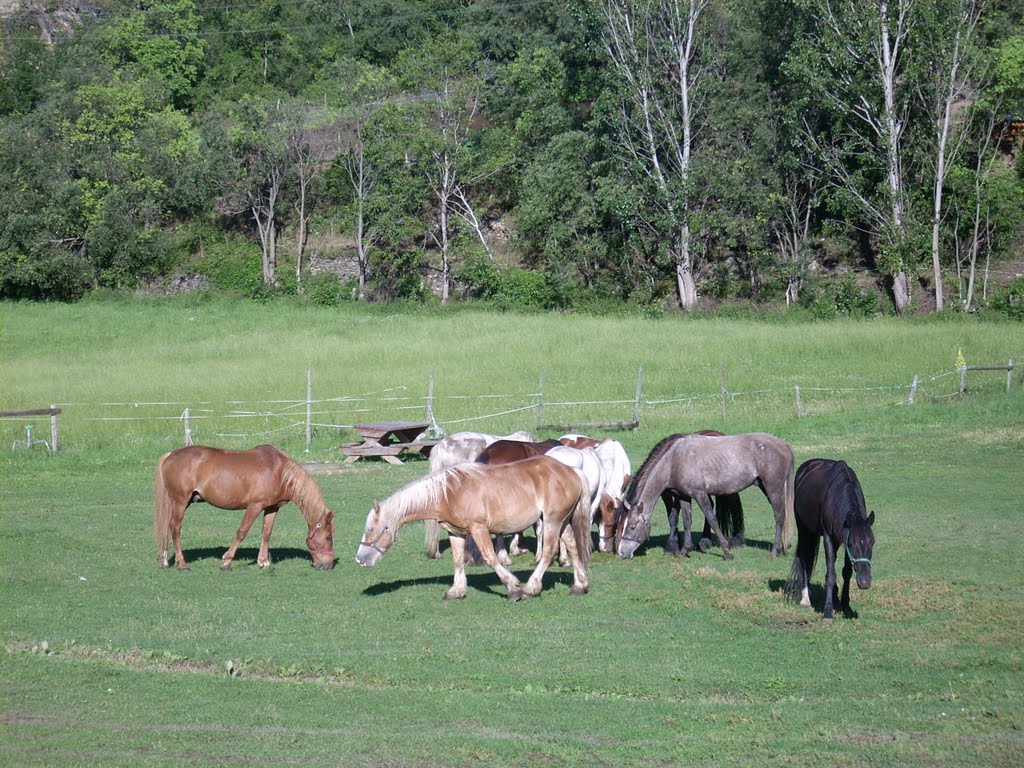 Caballos pastando frente al hotel Comtes del Pallars, Rialp by Romenel