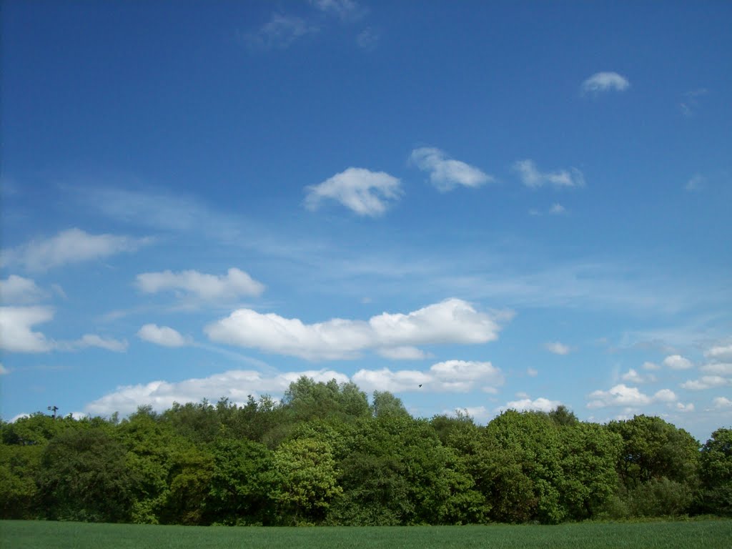 Oak trees by Keith Bentham