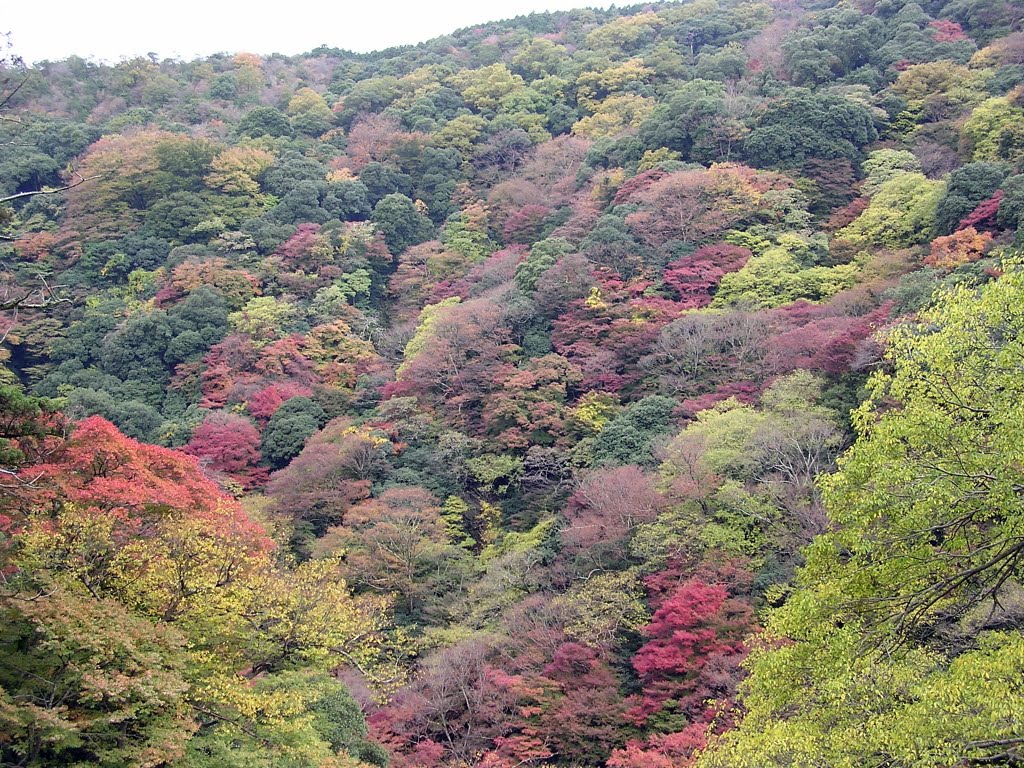 Minoo Koen, Osaka by Julien DEMARQUETTE