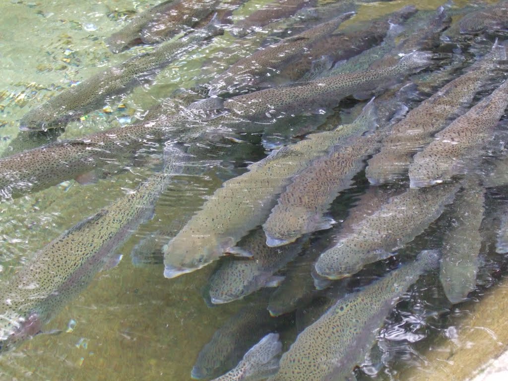 Blausee - Kandergrund - Trout Farm - Forellenzucht by Angelabinu