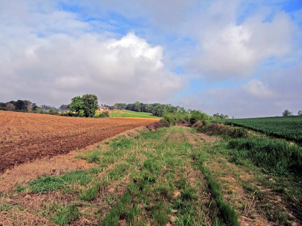 Schon sind die Schienen unter eine Schicht Gras geraten by Railwalker