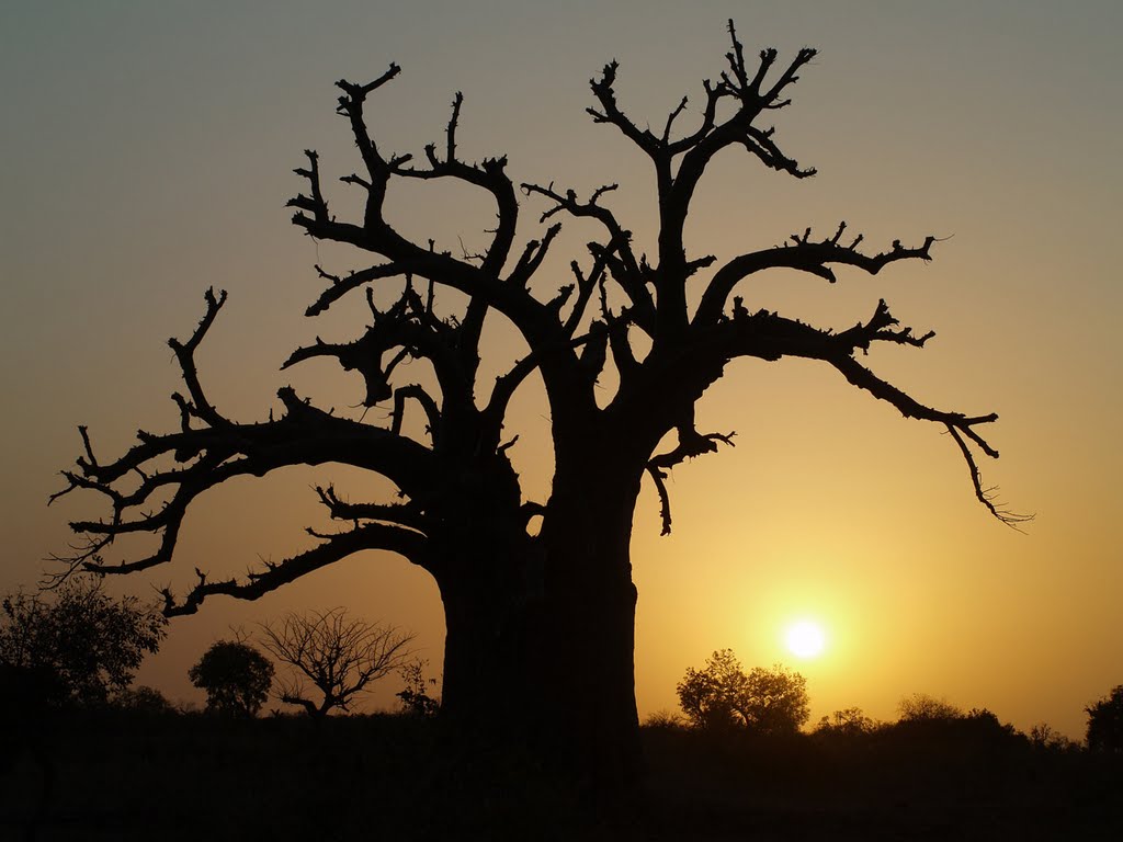 Baobab sunset by Dominik Szmajda