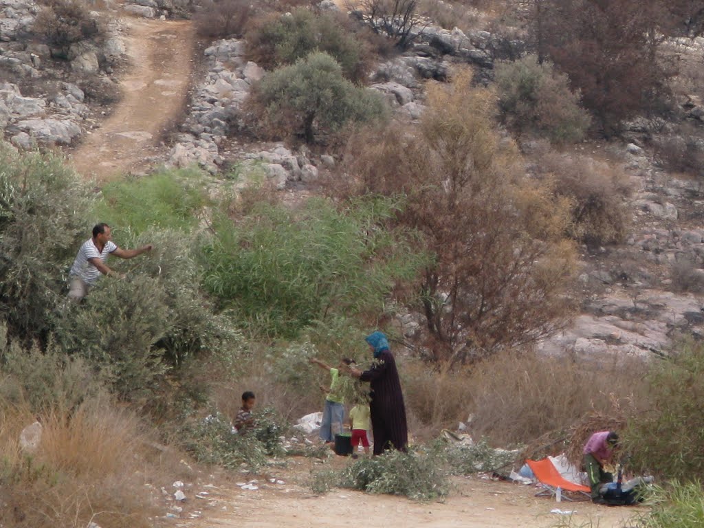 A Familiy picking up olives from a tree by Alon Abraham