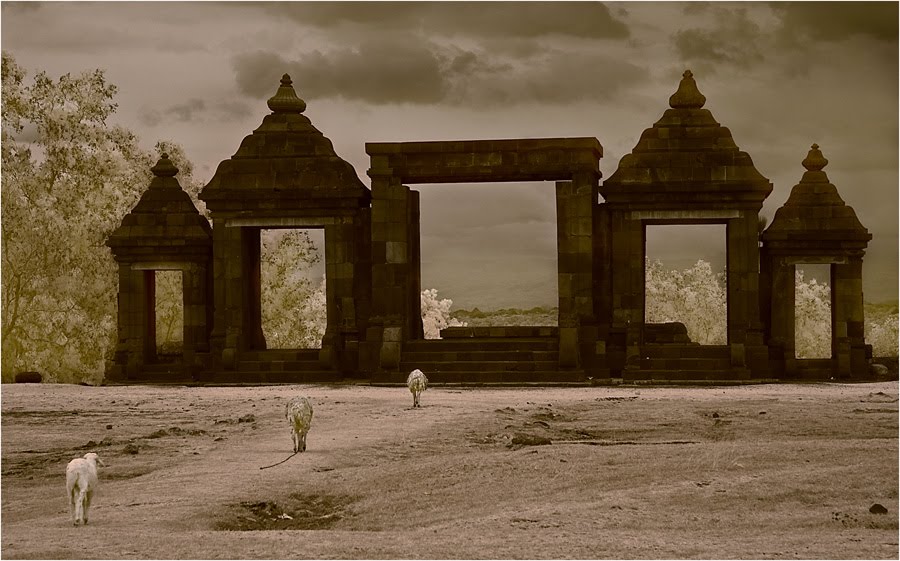 Boko Temple, Jogjakarta by soga soegiarto