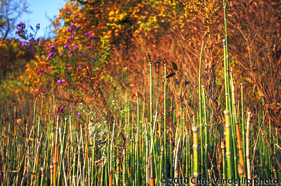 Horsetail by fotero78