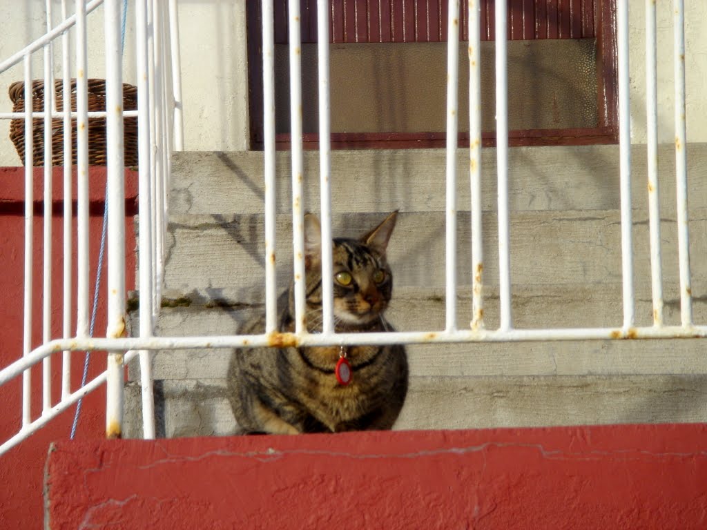 Cat in Akureyri by sasafune