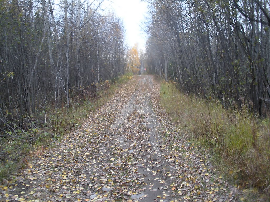 Sentier vtt automne by foretnordique