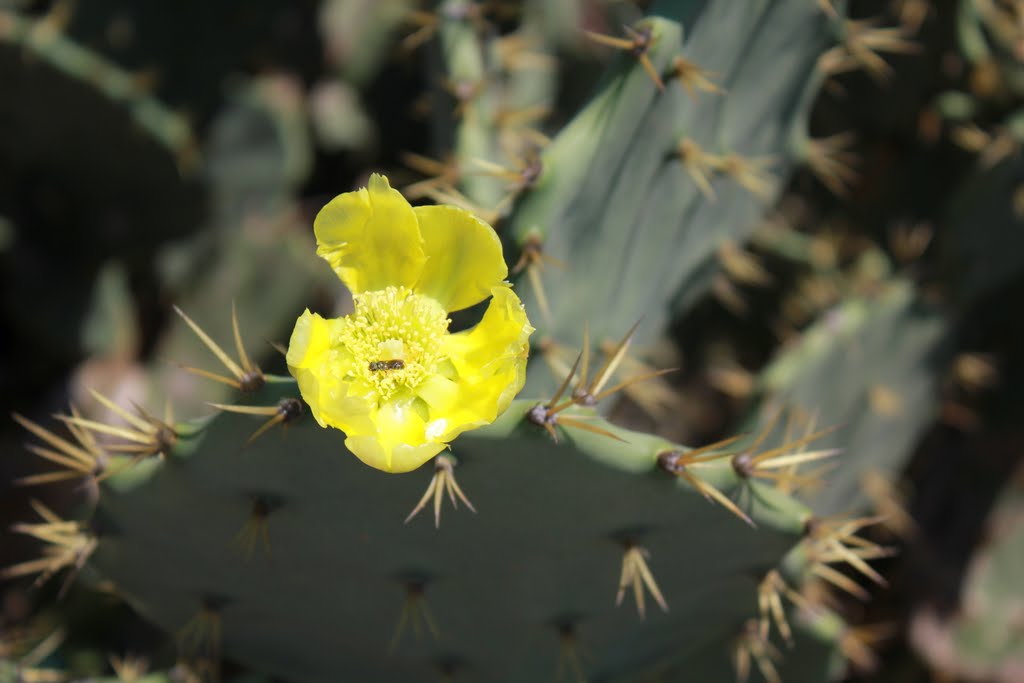 Flor de cactus by Wilson Alcaras