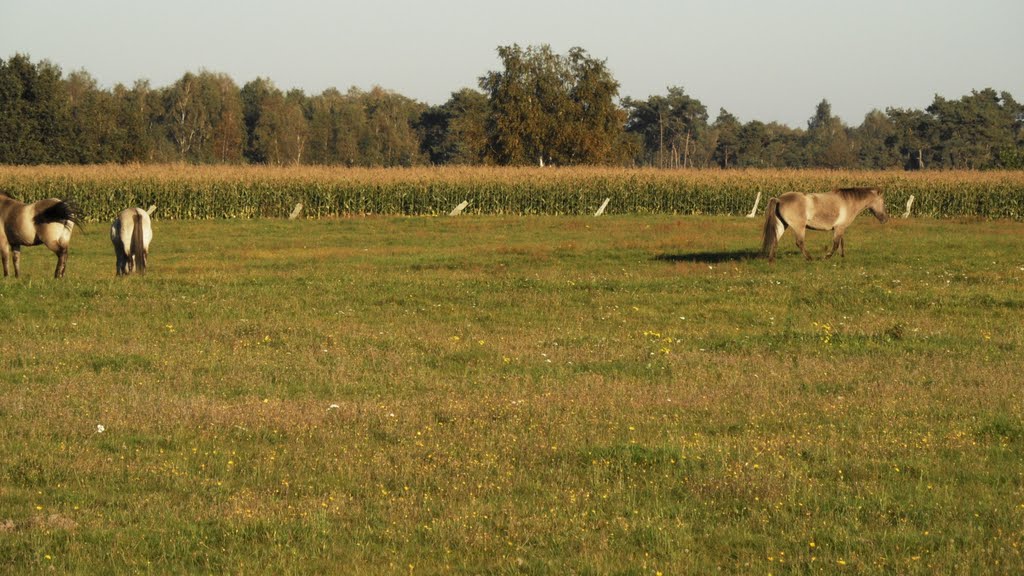 Natuurreservaat: Liereman Oud-Turnhout by Alex Vandeweyer