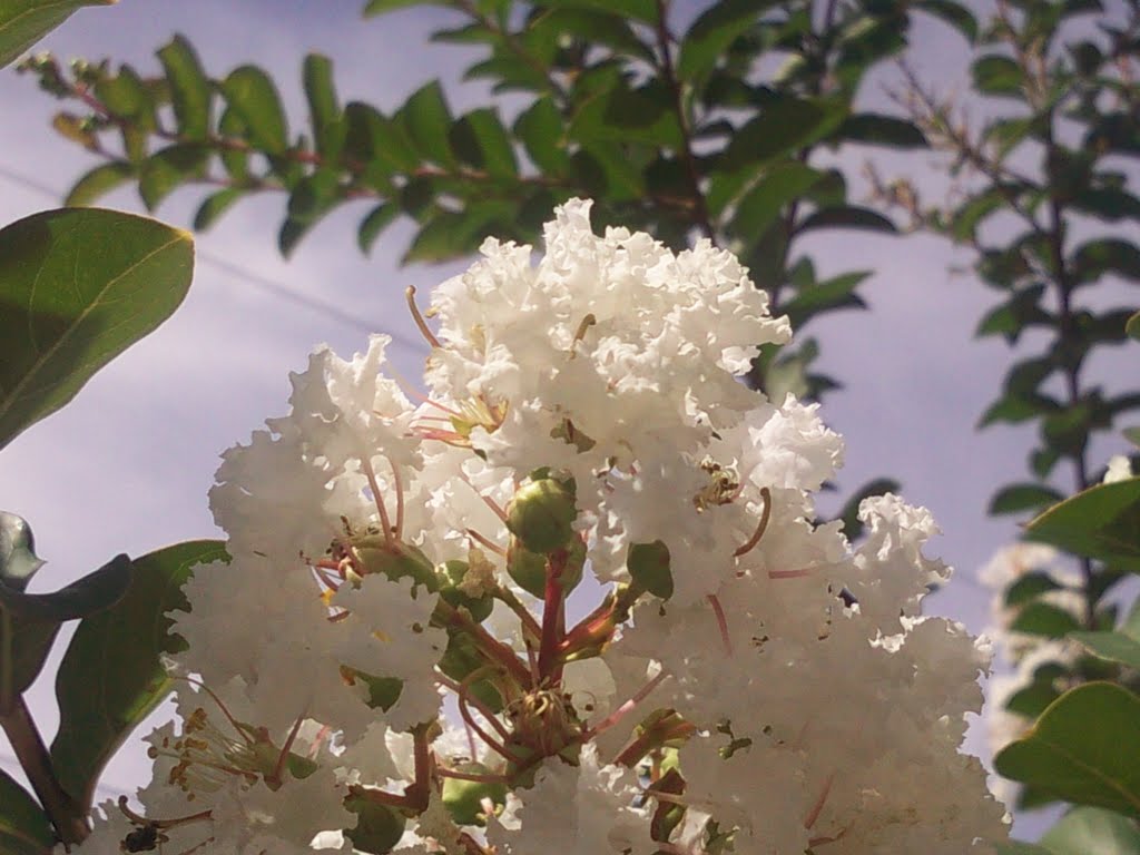 Flor de Limon by kosmar721