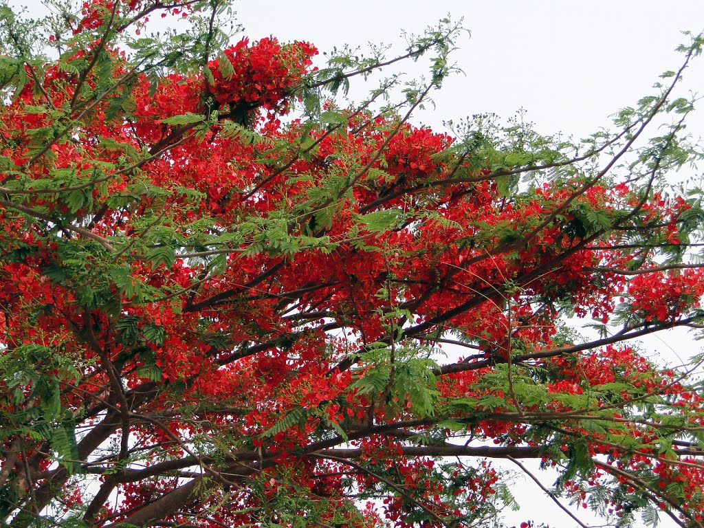 Detalhe de um Flamboayant florido na rua Intendente José Vaz by ciça costa