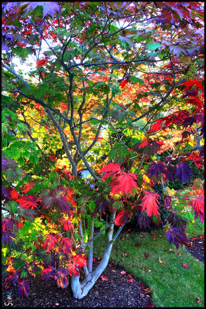 Herbst im Japanischen Garten by opaho1