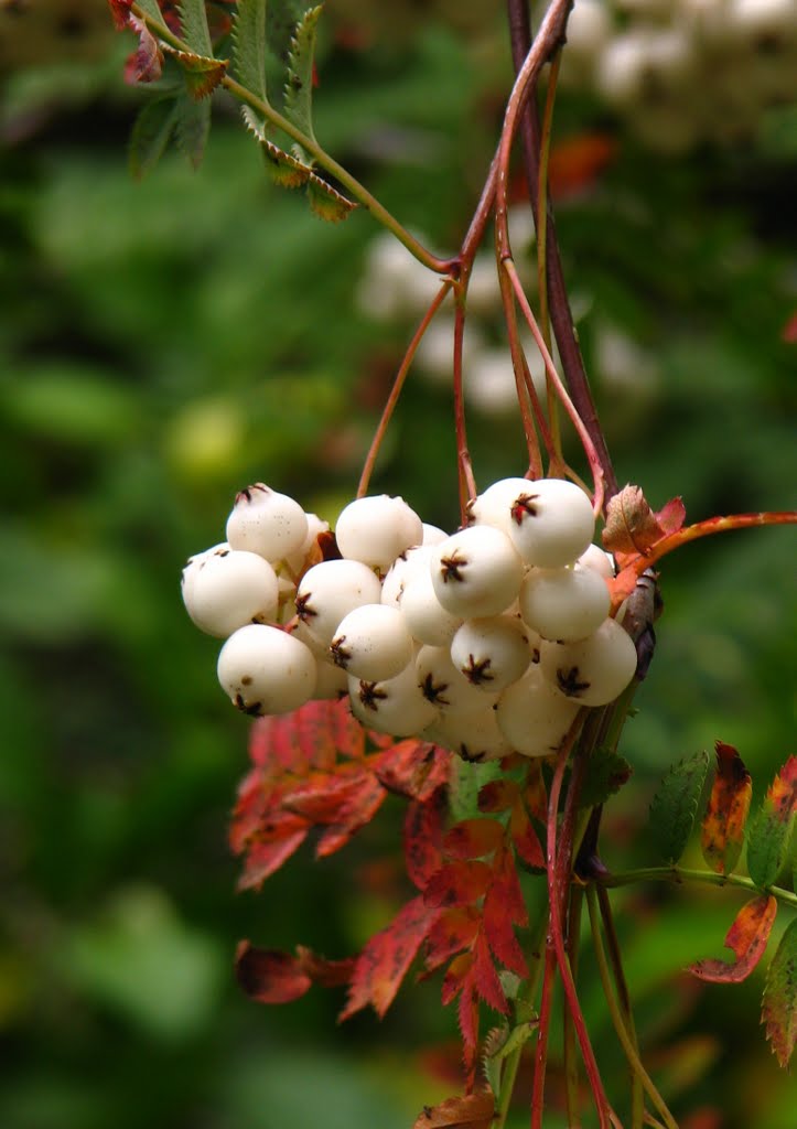 Sorbus cashmiriana - bíloplodá jeřabina by VIKTOR HERMAN