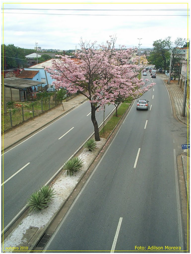 Av. Afonso Vergueiro - Foto: Adilson Moreira by adilson moreira