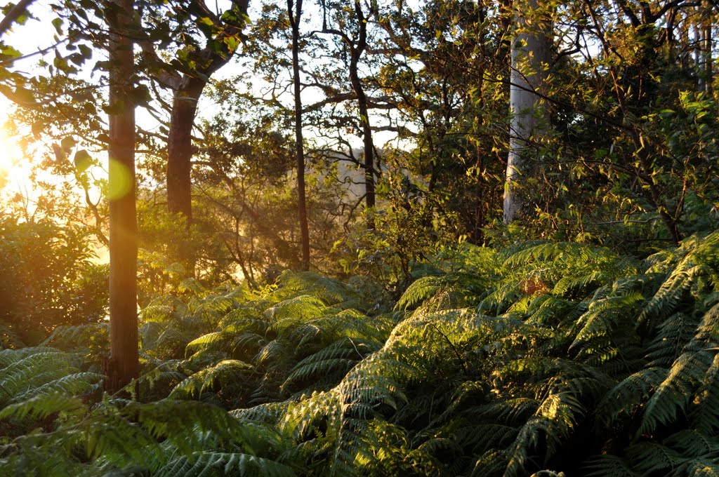 Mt Tamborine 2 by Ian Wills