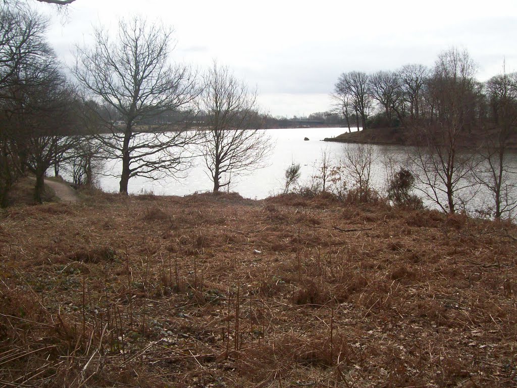 Bracken by Keith Bentham