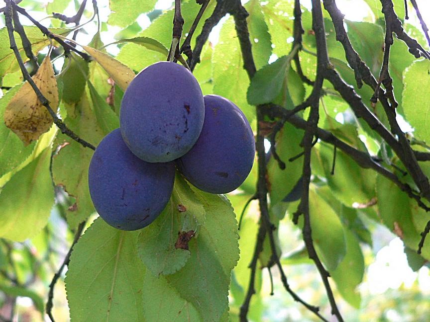 Prune Plums by Joseph Butel