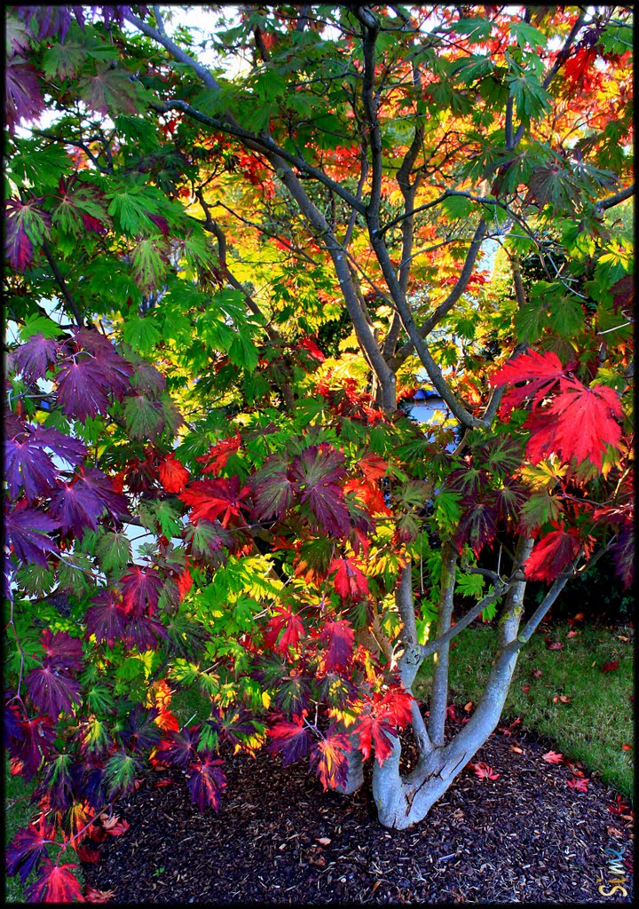 Herbstbunt by opaho3