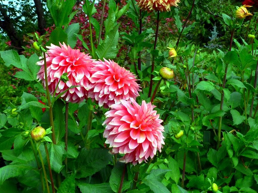 Flowers in Butchart Gardens by Joseph Butel