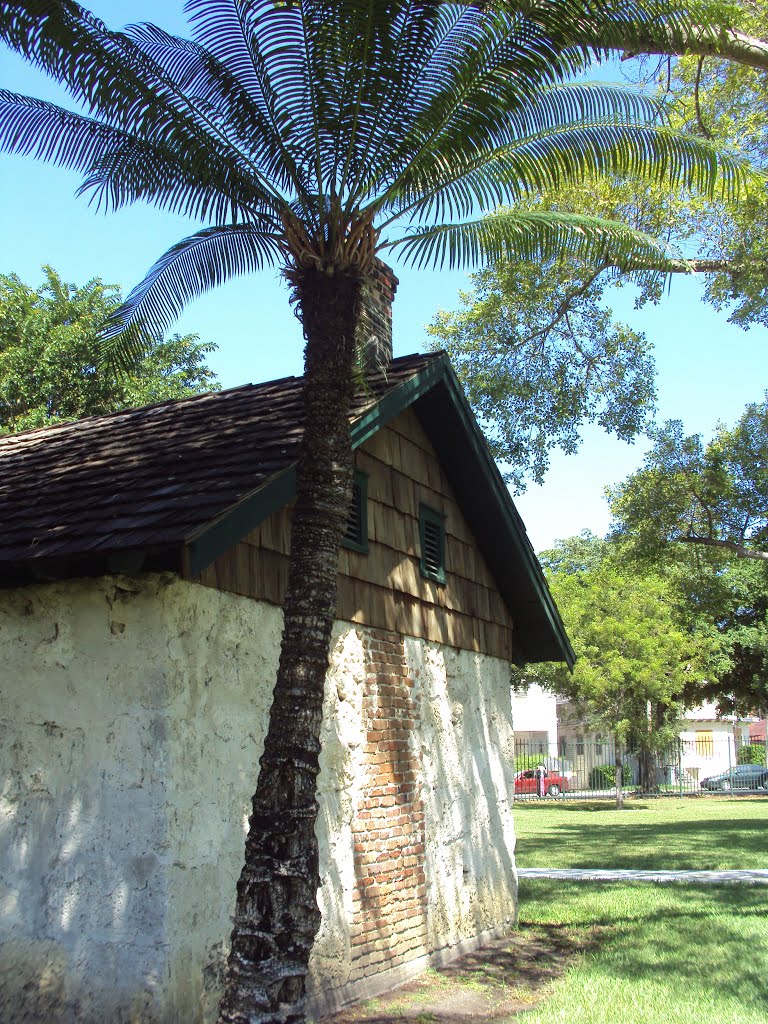 Palm in the Back side of Fort Dallas Building by JMLRUSB