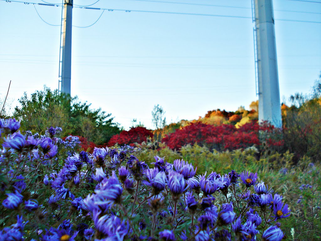 Wildflowers. by pano_fan2010