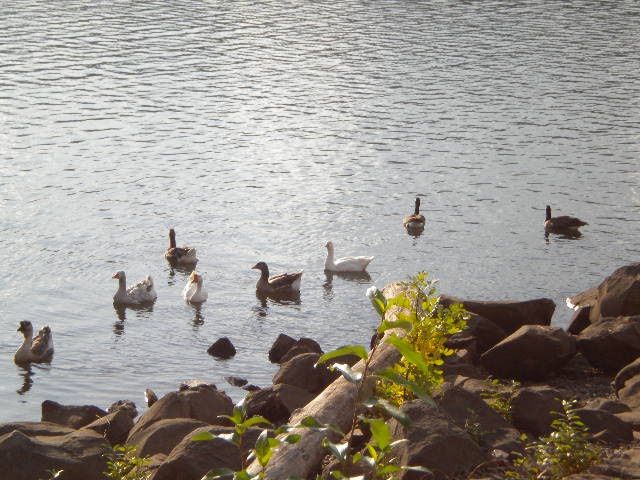 Milwaukie, Oregon Waterfowl by cyfacchini