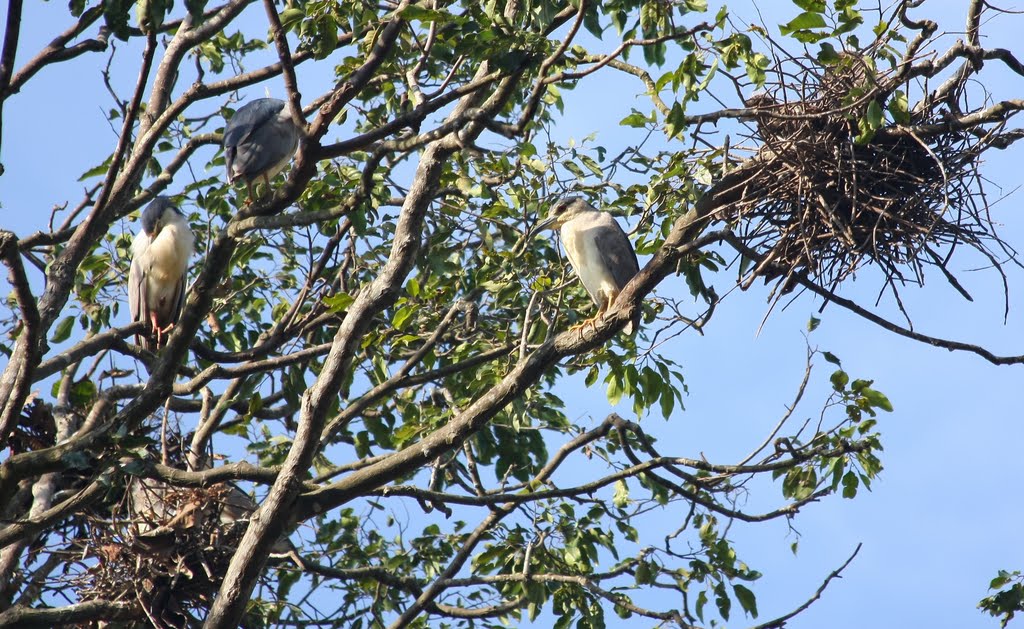 Tổ vạc ở chùa Hang Trà Vinh by Ngọc Viên Nguyễn