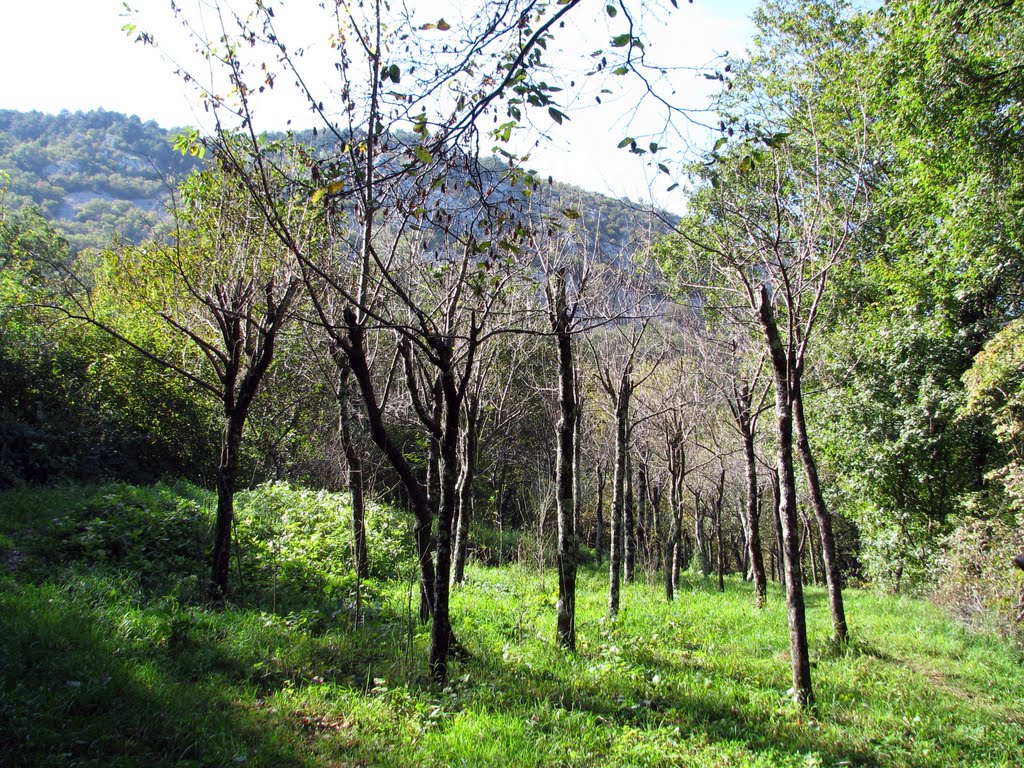 Nel bosco della Valle del torrente Grisa/Grižnik, tra Becca/Beka e Botazzo/Botač by GFStellin