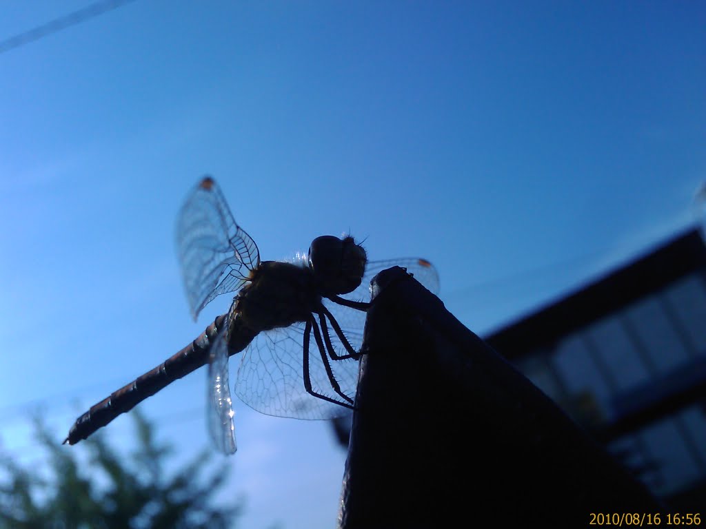 Lato 2010r. alien :) (htc TD F2.8 autofocus 3.2 mega pix.) by Marcinsky