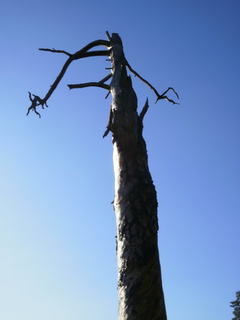 Tree, strom by Miroslav Kurel